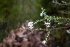 Pimelea nivea