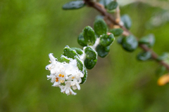 Pimelea nivea