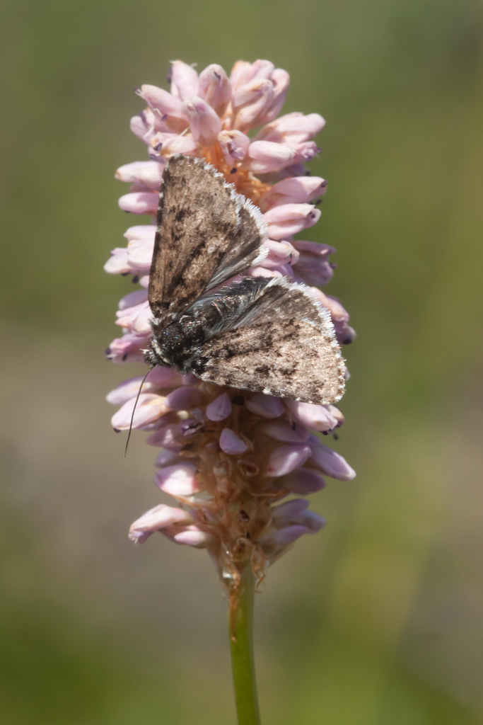 Sympistis lapponica