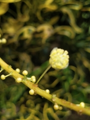Codiaeum variegatum