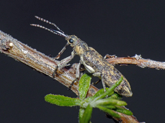 Rhinotia pictirostris