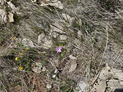 Lewisia brachycalyx