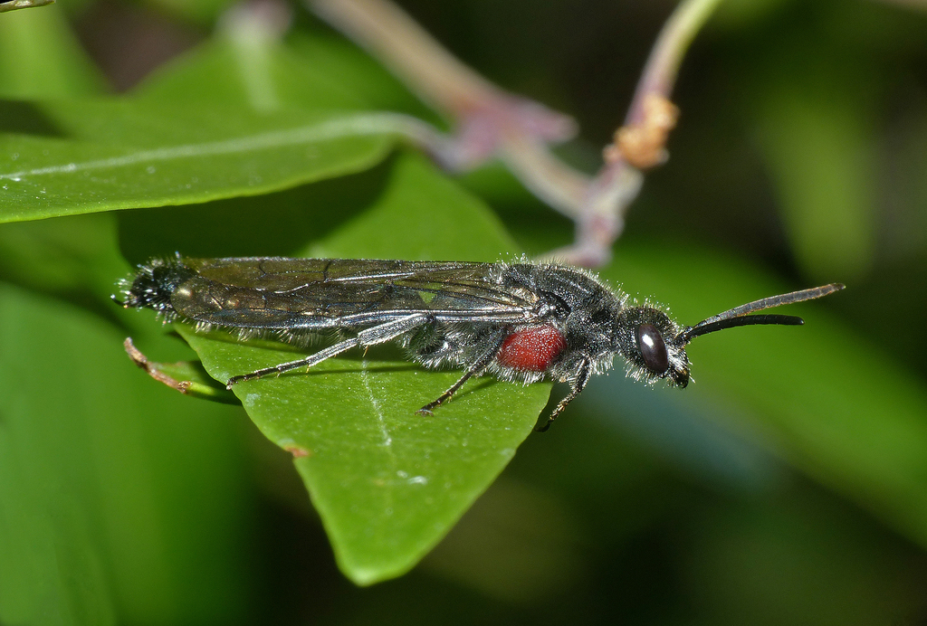 Rhagigasterini