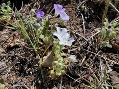 Nemophila menziesii integrifolia