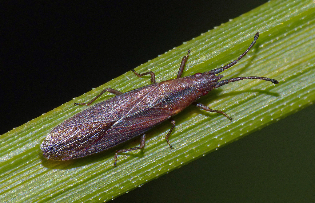 Cryptorhamphidae