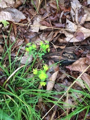 Euphorbia ouachitana