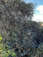 Muehlenbeckia complexa