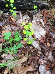 Euphorbia ouachitana