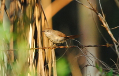 Synallaxis frontalis