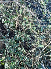 Muehlenbeckia complexa