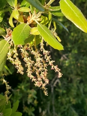 Quercus wislizeni wislizeni