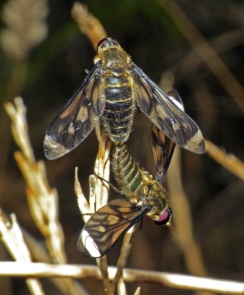 Comptosia ocellata