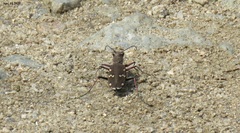 Cicindela gemmata