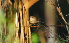 Synallaxis frontalis