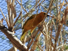 Ploceus castaneiceps