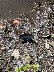 Papilio dehaanii