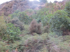 Coprosma crassifolia