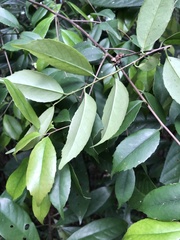 Ilex uraiensis