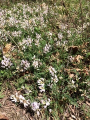 Astragalus distortus