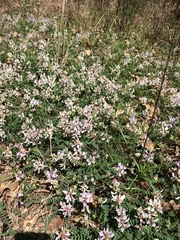 Astragalus distortus