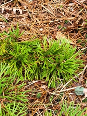 Diphasiastrum complanatum