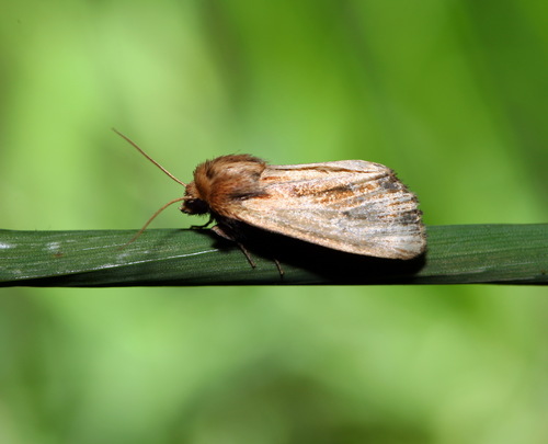 Xylomoia graminea