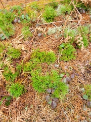 Diphasiastrum complanatum