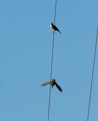 Pitangus sulphuratus