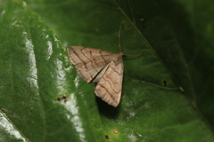 Herminia tenuialis