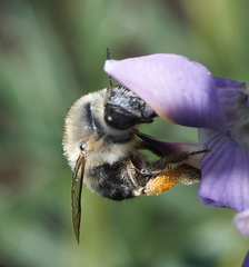 Anthophora edwardsii