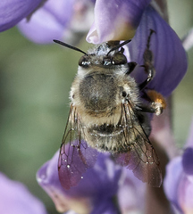 Anthophora edwardsii
