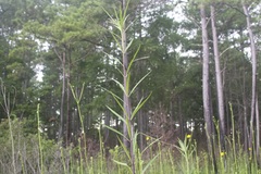 Helianthus verticillatus