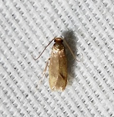 Phaeoses sabinella