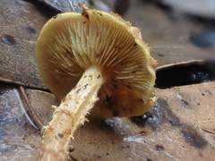 Pholiota squarrosipes