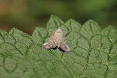 Zekelita ravulalis