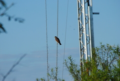 Rupornis magnirostris