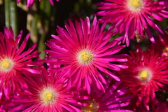 Drosanthemum