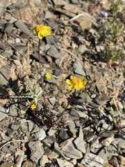 Leptosyne hamiltonii