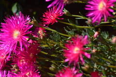 Drosanthemum