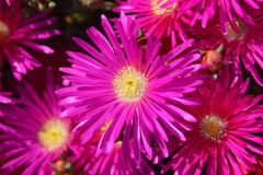 Drosanthemum
