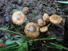 Pholiota squarrosipes