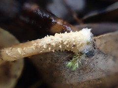 Pholiota squarrosipes