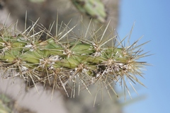 Dactylopius tomentosus