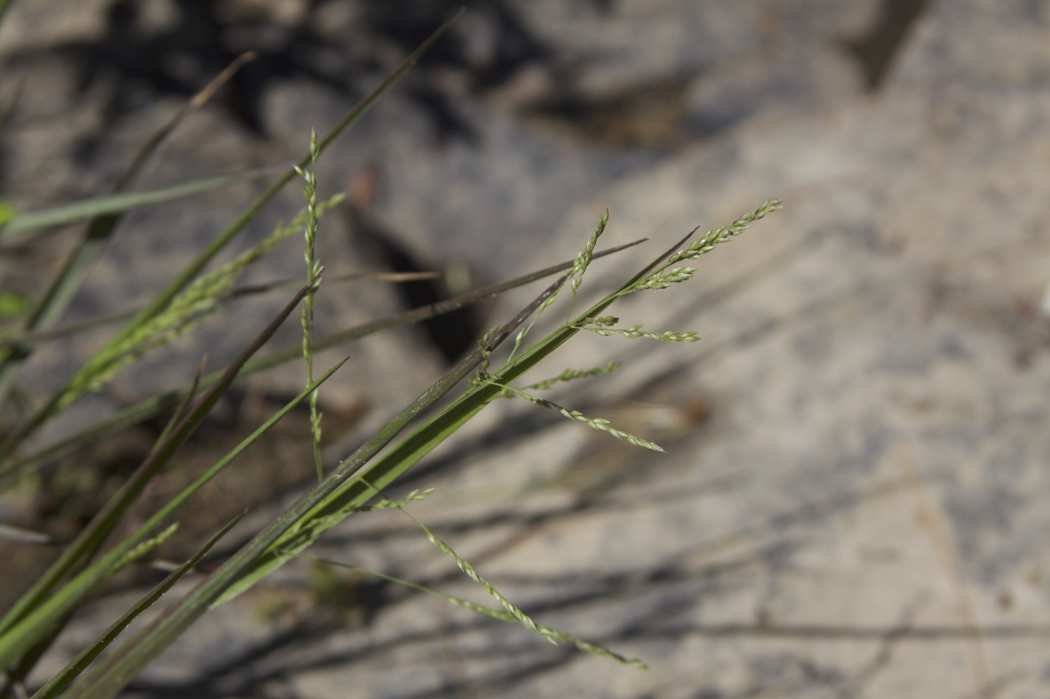 Coleataenia longifolia