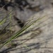 Long-leaved Redtop-Panicgrass - Photo (c) Zach Irick, some rights reserved (CC BY-NC), uploaded by Zach Irick