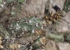 Dactylopius tomentosus
