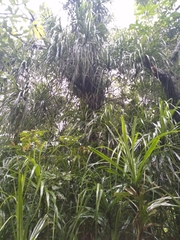 Freycinetia formosana