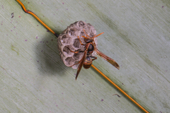 Polistes humilis humilis