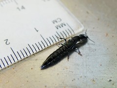 Thyreocephalus