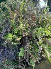 Blechnum minus
